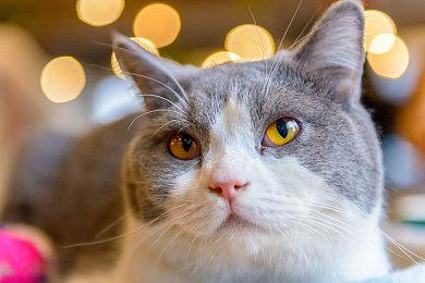 姚壮宪：《仙剑》新作规划中 重制一代或者全新作